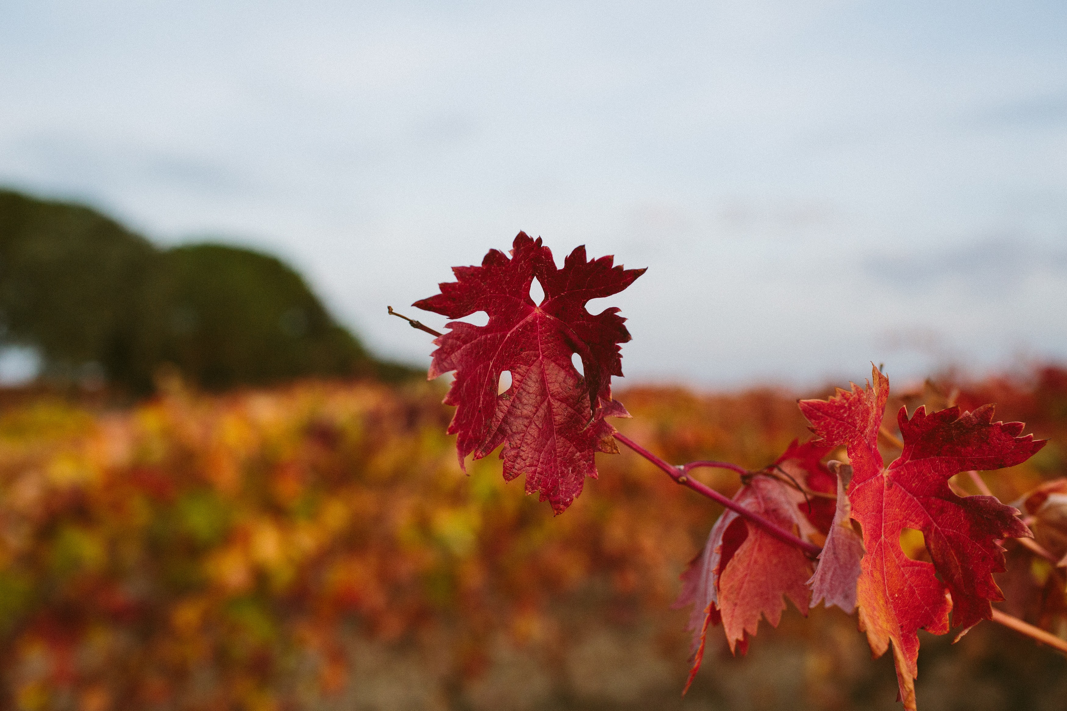 Otoño Hotel Arzuaga